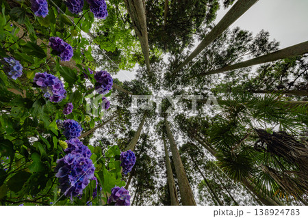 千葉県 服部農園の紫陽花風景 千葉県 服部農園の紫陽花風景 138924783