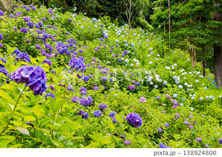 千葉県　服部農園の紫陽花風景　  138924800