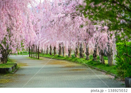 静かな朝を迎えた 日中線枝垂れ桜並木 福島県 静かな朝を迎えた 日中線枝垂れ桜並木 福島県 138925032
