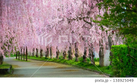 日中線枝垂れ桜並木 静かな朝 福島県 日中線枝垂れ桜並木 静かな朝 福島県 138925049