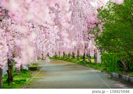 静かな朝を迎えた 日中線枝垂れ桜並木 福島県 静かな朝を迎えた 日中線枝垂れ桜並木 福島県 138925086