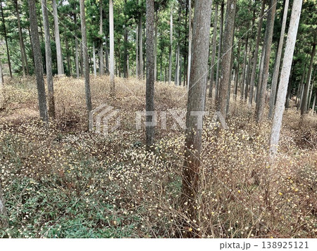 上から見たミツマタの群生地 138925121