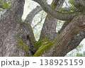 苔むす古木、絡み合う枝と新緑の生命力 138925159