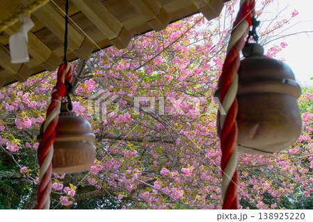 神社の鈴と八重桜 神社の鈴と八重桜 138925220