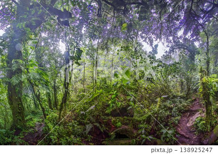 Panorama rainforest jungle Pianista trail Panama Panorama rainforest jungle Pianista trail Panama 138925247