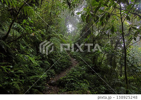 Misty rainforest path Pianista trail Panama 138925248