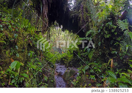 Narrow jungle path under roots Panama Narrow jungle path under roots Panama 138925253