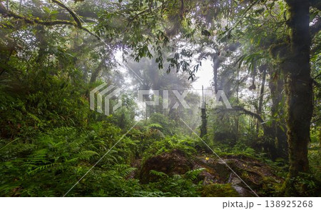 Tropical rainforest clearing with rocks Panama 138925268
