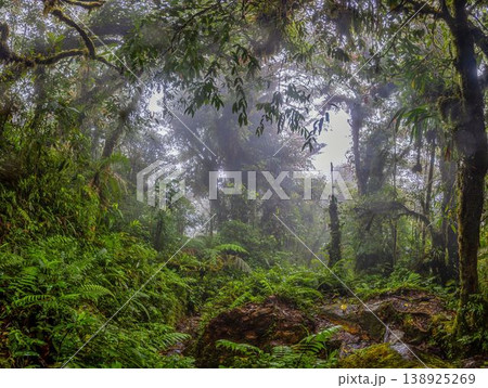 Dense jungle vegetation with mist Panama 138925269
