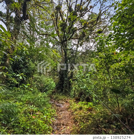 Sunny jungle trail in tropical forest Boquete Panama 138925274