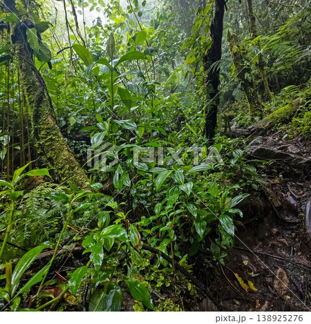 Wet tropical plants and jungle path in rainforest Panama 138925276
