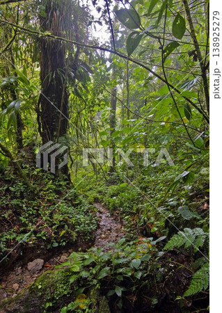 Dense rainforest vegetation Pianista trail Panama 138925279