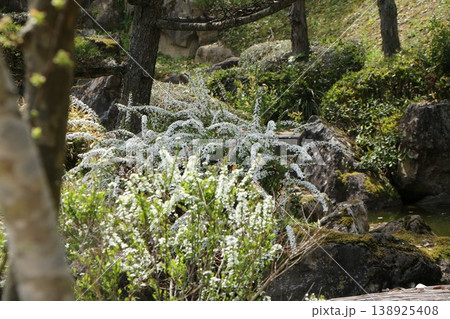 苔むした岩園に咲く白いユキヤナギ 苔むした岩園に咲く白いユキヤナギ 138925408