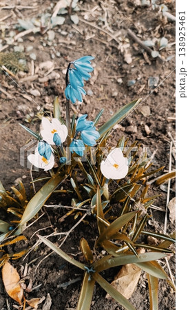 Delicate blue scilla and white crocus flowers emerging from spring soil. A natural close-up of early garden blooms in daylight. Delicate blue scilla and white crocus flowers emerging from spring soil. A natural close-up of early garden blooms in daylight. 138925461