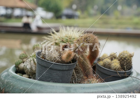 Green pot with several cacti and succulents in it Green pot with several cacti and succulents in it 138925492