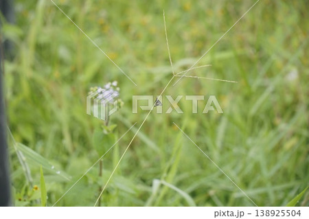 Small insect is sitting on a green plant Small insect is sitting on a green plant 138925504