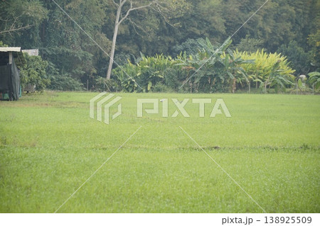 Field of green grass with a few trees in the background 138925509