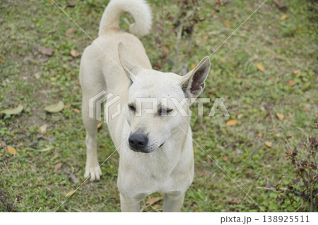 Dog is standing in a grassy area with its tail wagging Dog is standing in a grassy area with its tail wagging 138925511