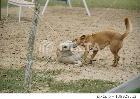 Two dogs are playing in a park Two dogs are playing in a park 138925512