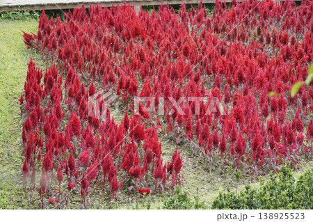 Field of red flowers with a few green leaves Field of red flowers with a few green leaves 138925523