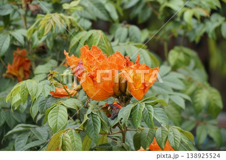 Beautiful orange flower with green leaves Beautiful orange flower with green leaves 138925524