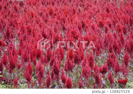 Field of red flowers with a lot of them in the foreground Field of red flowers with a lot of them in the foreground 138925529