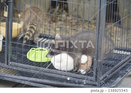 Raccoon is laying on a stuffed animal in a cage Raccoon is laying on a stuffed animal in a cage 138925543