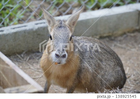 Small brown and white rabbit is sitting in a dirt area Small brown and white rabbit is sitting in a dirt area 138925545