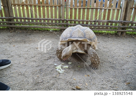 Large tortoise is eating a piece of lettuce 138925548