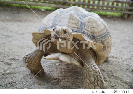 Large tortoise is eating grass Large tortoise is eating grass 138925551