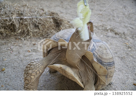 Tortoise is playing with a leaf Tortoise is playing with a leaf 138925552