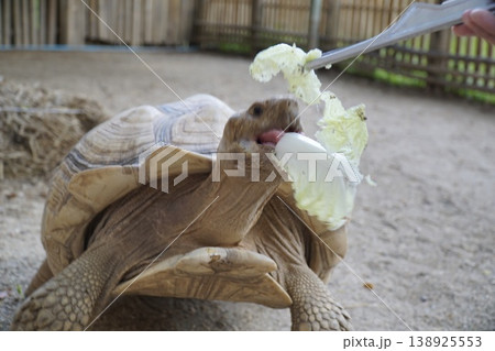 Tortoise is eating a piece of food with a spoon Tortoise is eating a piece of food with a spoon 138925553