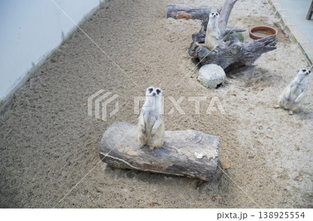Three baby animals are sitting on a log in a sandy area Three baby animals are sitting on a log in a sandy area 138925554