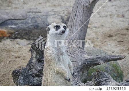 Small animal with a long tail stands on a log Small animal with a long tail stands on a log 138925556