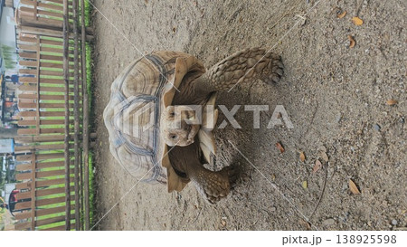 Large tortoise is walking on the ground 138925598