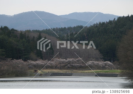湖沿いに咲くサクラ 138925698
