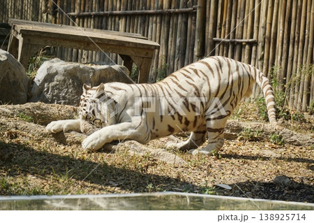 White tiger is playing in a zoo enclosure White tiger is playing in a zoo enclosure 138925714