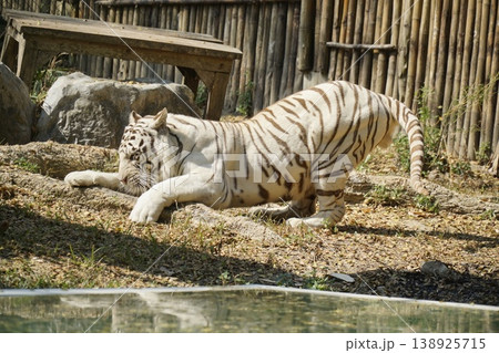 White tiger is laying on the ground in a zoo enclosure White tiger is laying on the ground in a zoo enclosure 138925715