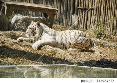 White tiger is laying down in a zoo enclosure 138925717