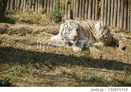 White tiger is laying down in a grassy area White tiger is laying down in a grassy area 138925719