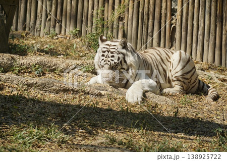 White tiger is laying on the ground in a zoo enclosure White tiger is laying on the ground in a zoo enclosure 138925722