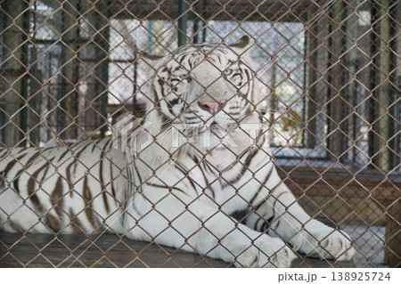 White tiger is laying down in a cage White tiger is laying down in a cage 138925724
