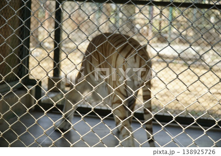 Striped tiger is looking through a chain link fence Striped tiger is looking through a chain link fence 138925726