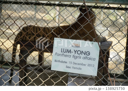 Tiger is in a cage with a sign that says Lum-Yong 138925730