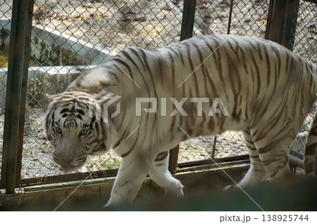 White tiger is walking through a zoo enclosure White tiger is walking through a zoo enclosure 138925744