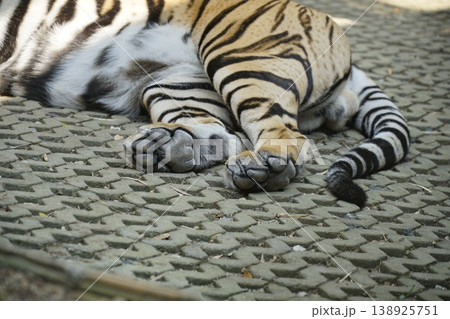 Tiger laying on a carpet with its tail sticking out Tiger laying on a carpet with its tail sticking out 138925751
