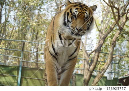 Tiger is standing in front of a green fence Tiger is standing in front of a green fence 138925757