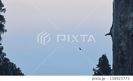 Bird flies in the sky above a tree 138925773