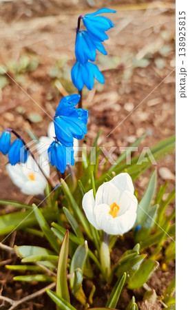 Vibrant blue scilla and white crocus flowers blooming in early spring soil. Close-up nature photography with a soft bokeh background. Vibrant blue scilla and white crocus flowers blooming in early spring soil. Close-up nature photography with a soft bokeh background. 138925815