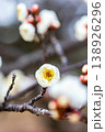 早春の咲き始めた清楚な白梅 138926296